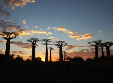 Madagascar, l'île située au large du sud de l'Afrique est un trésor de biodiversité. On estime à plus de 250 000 les espèces endémiques qui y habitent. @Unsplash