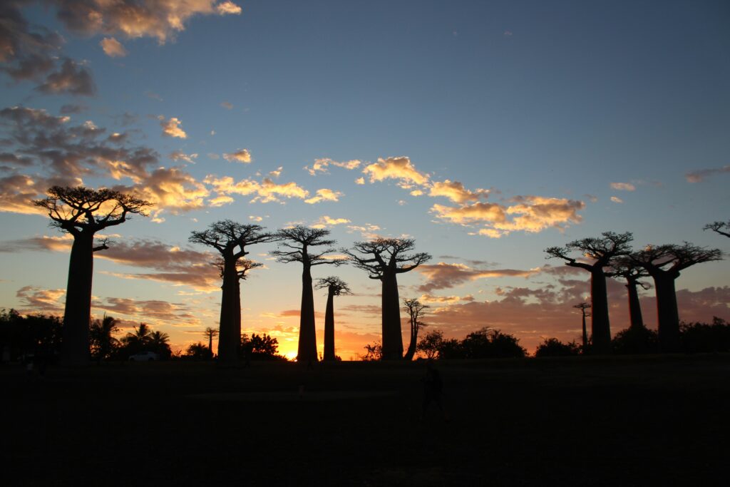 Madagascar, l'île située au large du sud de l'Afrique est un trésor de biodiversité. On estime à plus de 250 000 les espèces endémiques qui y habitent. @Unsplash